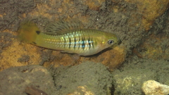 Xiphophorus variatus