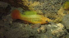 Xiphophorus variatus