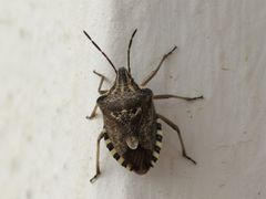 Codophila varia