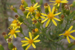 Senecio flaccidus