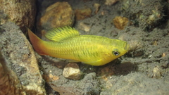 Xiphophorus variatus