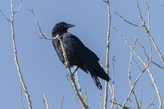 Corvus brachyrhynchos