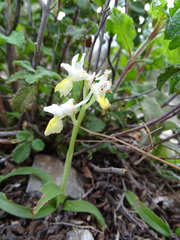 Orchis pauciflora