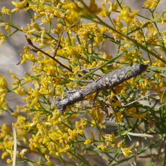 Litaneutria skinneri