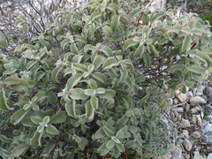 Salvia fruticosa