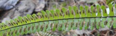 Asplenium monanthes