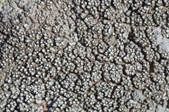 Lepra mammosa