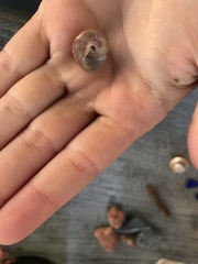 Steromphala cineraria