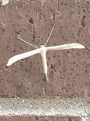 Pterophoridae