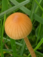 Galerina graminea
