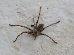 Eusparassus levantinus