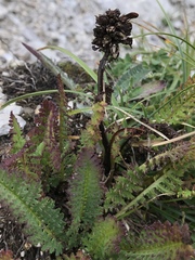 Pedicularis ascendens
