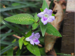 Ruellia repens