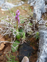 Orchis quadripunctata