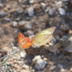 Abaeis mexicana