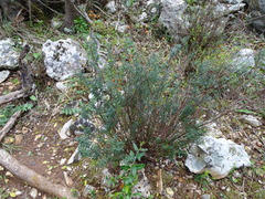 Hypericum empetrifolium