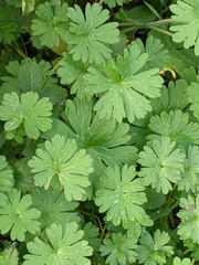 Geranium pusillum