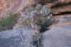 Pronolagus rupestris