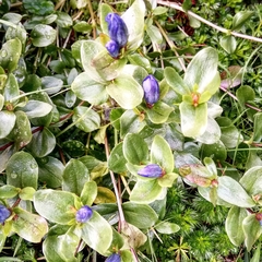 Gentiana calycosa