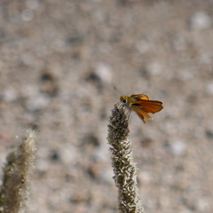 Copaeodes aurantiaca