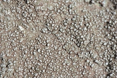 Lepra mammosa