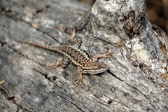 Sceloporus occidentalis occidentalis