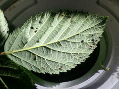 Phragmidium bulbosum