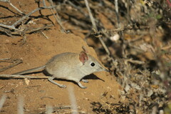 Elephantulus rupestris