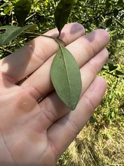 Oleaceae