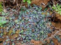 Plagiochasma rupestre