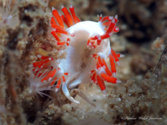 Flabellina dushia