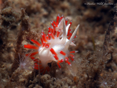 Flabellina dushia