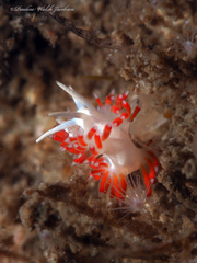 Flabellina dushia