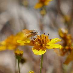 Copaeodes aurantiaca