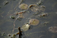 Hydrocharis morsus-ranae