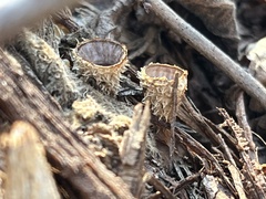 Cyathus striatus