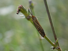 Spiris striata