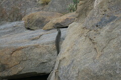 Herpestes pulverulentus