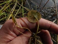 Hydrocharis morsus-ranae