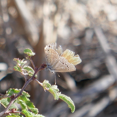 Echinargus isola