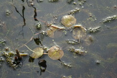 Hydrocharis morsus-ranae