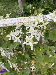 Clematis flammula