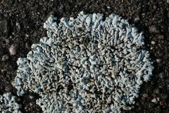 Physcia caesia