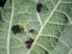 Phragmidium bulbosum