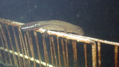 Paramesotriton hongkongensis