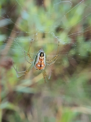 Leucauge festiva