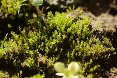 Pseudocrossidium hornschuchianum