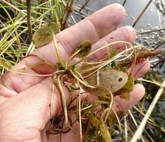 Hydrocharis morsus-ranae