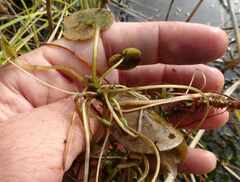 Hydrocharis morsus-ranae