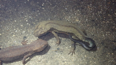 Paramesotriton hongkongensis